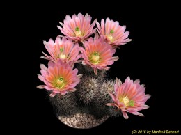 Echinocereus X roetteri BW0062 1592